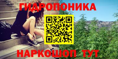 сатива Кингисепп